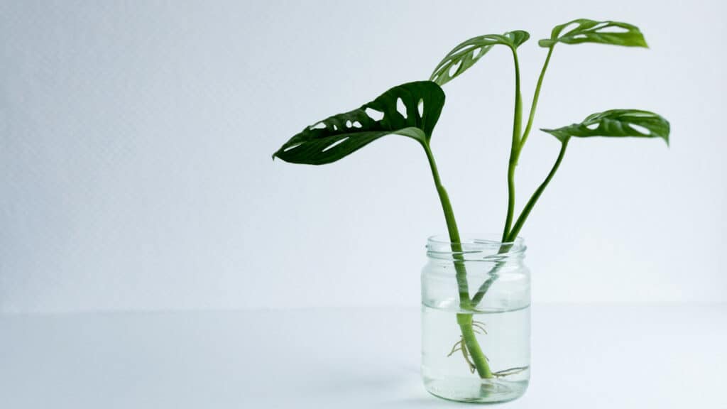 How to Propagate Monstera Adansonii - Step By Step