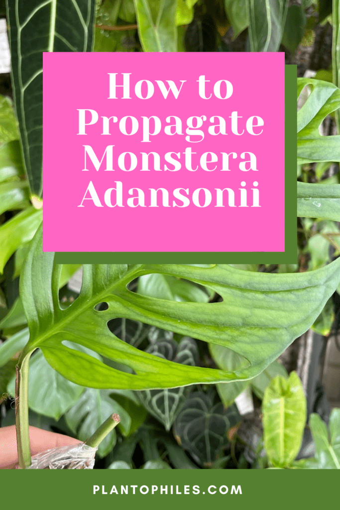 How to Propagate Monstera Adansonii