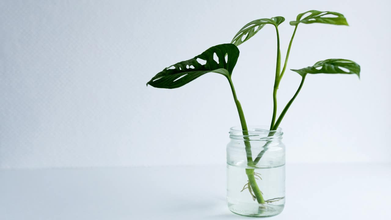 How to Propagate Monstera Adansonii Step By