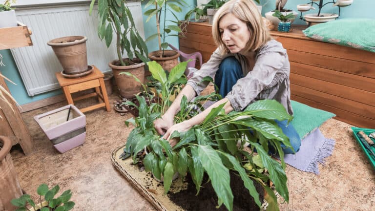 How to Propagate a Peace Lily? This is How I do It