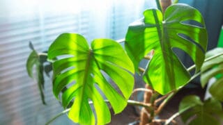 How to Train a Monstera Deliciosa on a Moss Pole