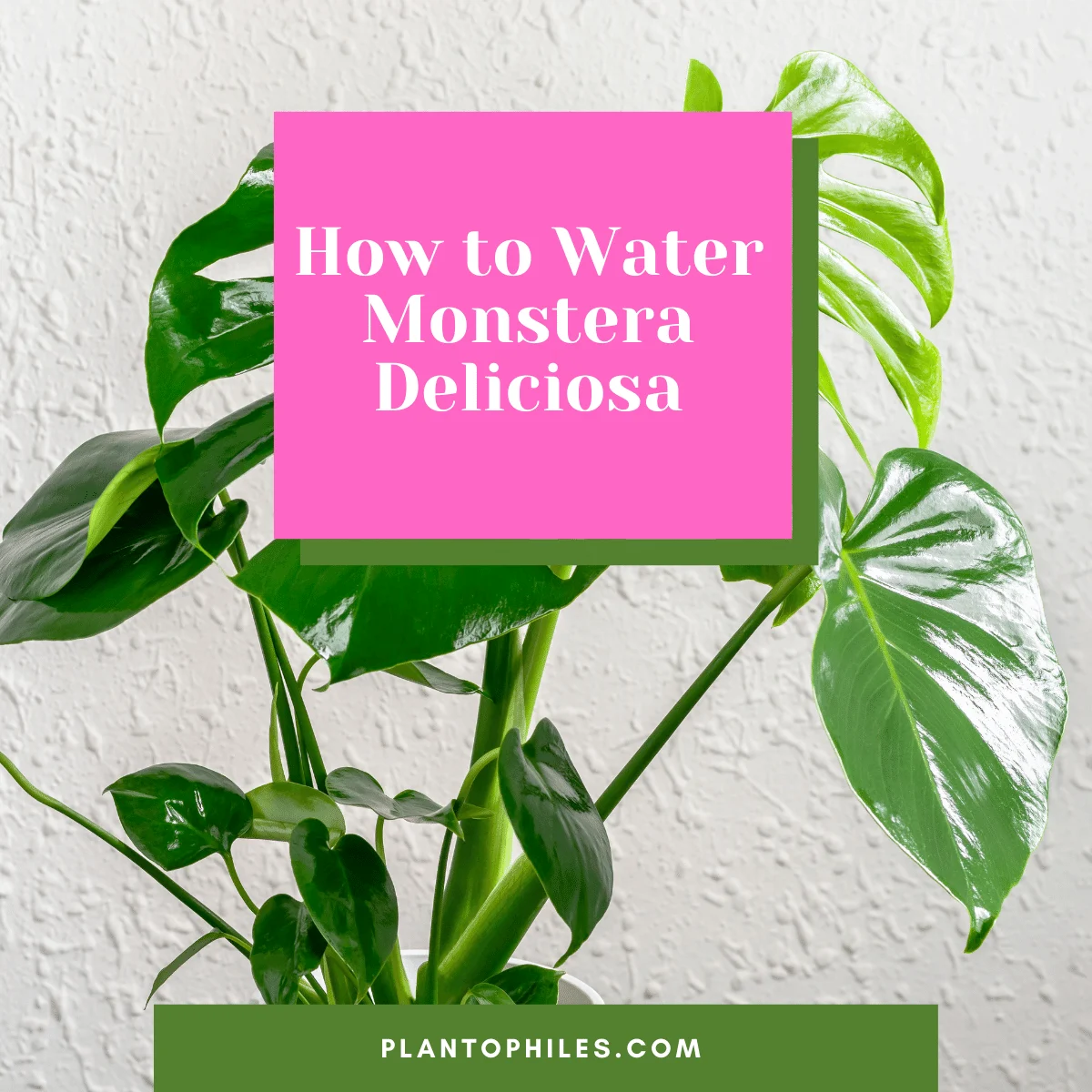 How to Water Monstera deliciosa