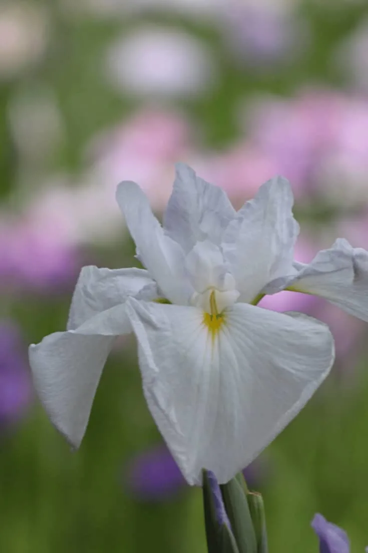 Humus rich, acidic soil that is constantly damp is best for Japanese Iris