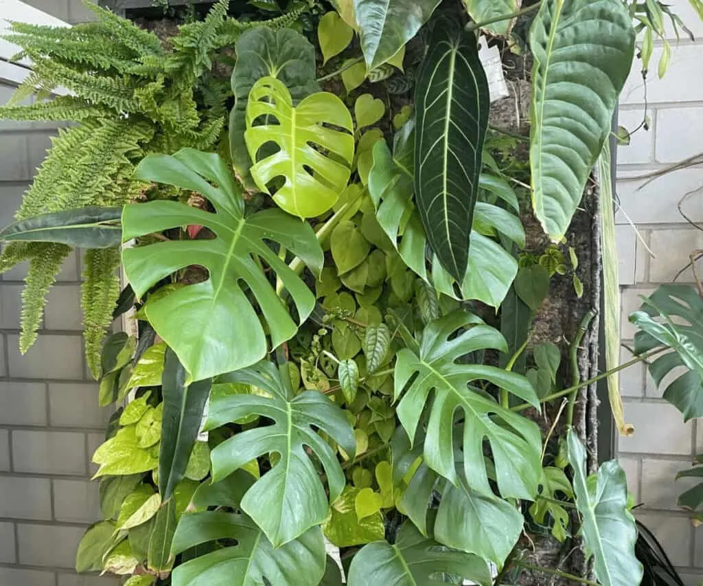 I placed most of my Monstera plants on a living wall up high, far away form my cats fortunately
