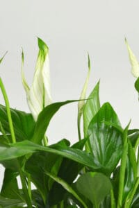 If the ideal temperature range of sixty-five to eighty-five degrees Fahrenheit (eighteen to 29 degrees Celsius) is surpassed or temperatures are too low, yellow leaves can emerge on a Peace Lily