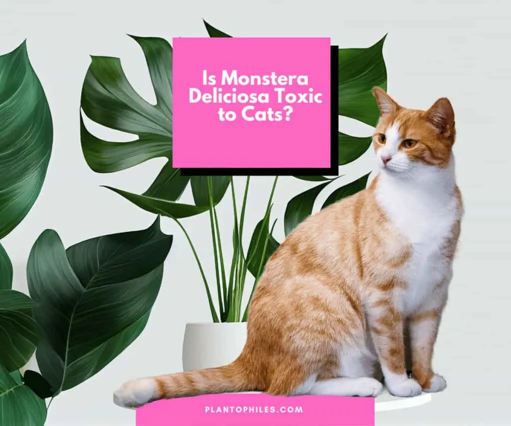 Is Monstera deliciosa Toxic to Cats?