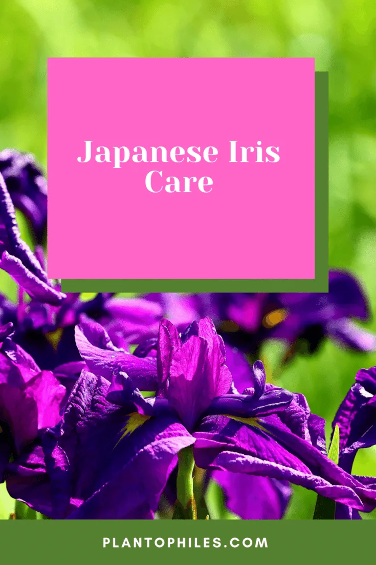 Japanese Iris Care