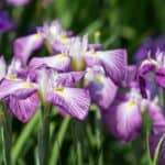 Japanese Iris (Iris ensata) Care