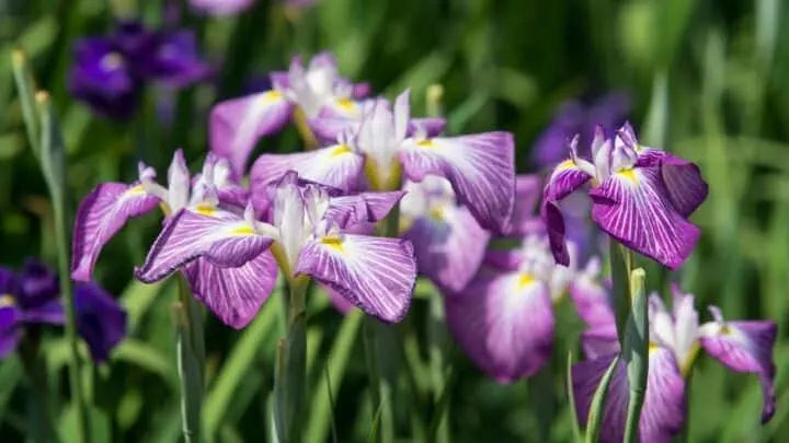 Japanese Iris Care &ndash; #1 Complete Guide