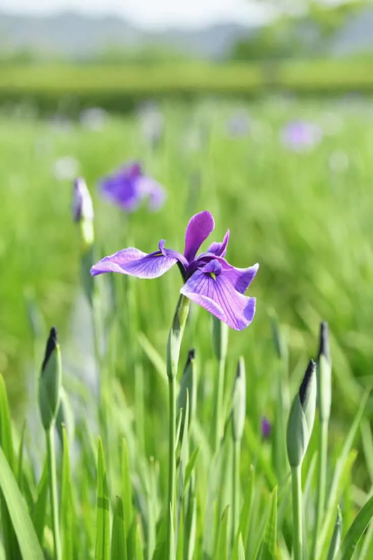 Japanese Iris needs damp soil