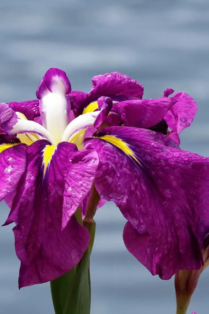 Japanese Iris often grows alongside water