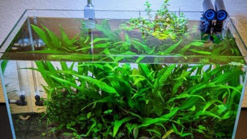 Why is my Java Fern turning brown? – Mystery SOLVED