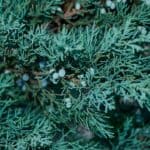 Juniperus scopulorum Blue Arrow Juniper