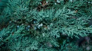 Juniperus scopulorum Blue Arrow Juniper