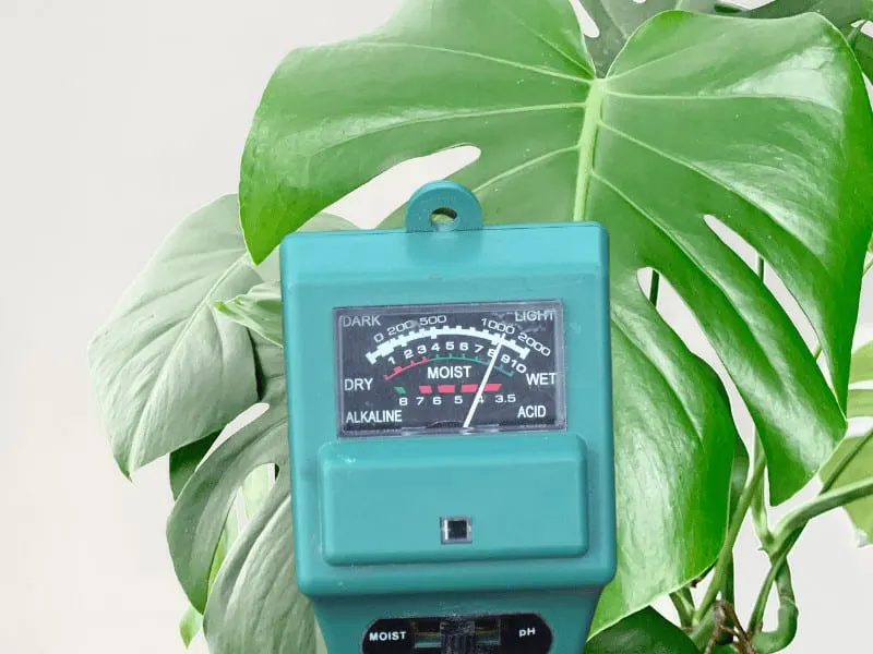 Make sure the soil never stays wet and soggy for Monstera deliciosa using a moisture meter