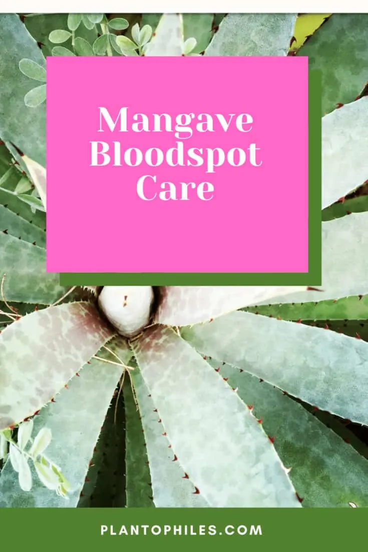 Mangave Bloodspot Care