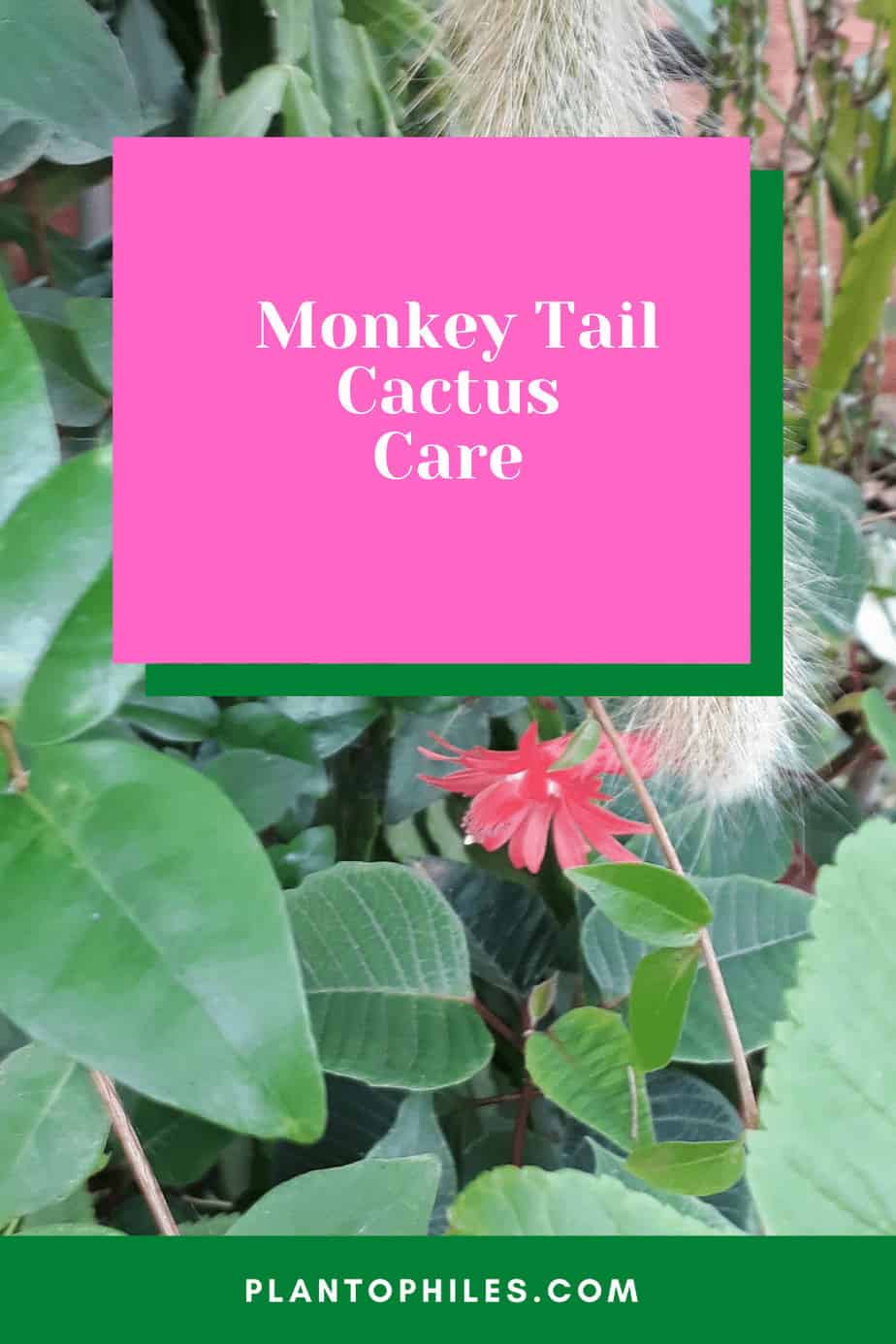 Monkey Tail cactus care