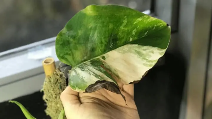 6 Reasons Why A Monstera Deliciosa Has Brown Leaves