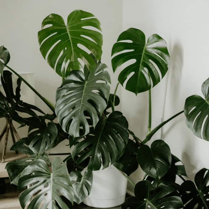 Monstera Deliciosa grow wide and unruly if no moss pole is provided