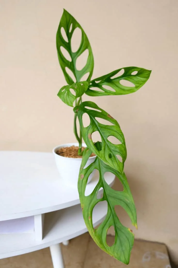 Monstera adansonii that are not allowed to climb will stay small and will not mature