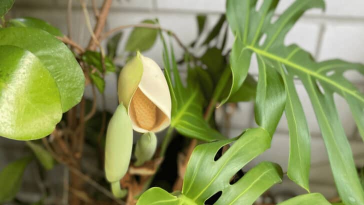 Monstera Deliciosa Fruit – 9 Things To Know Before You Eat!
