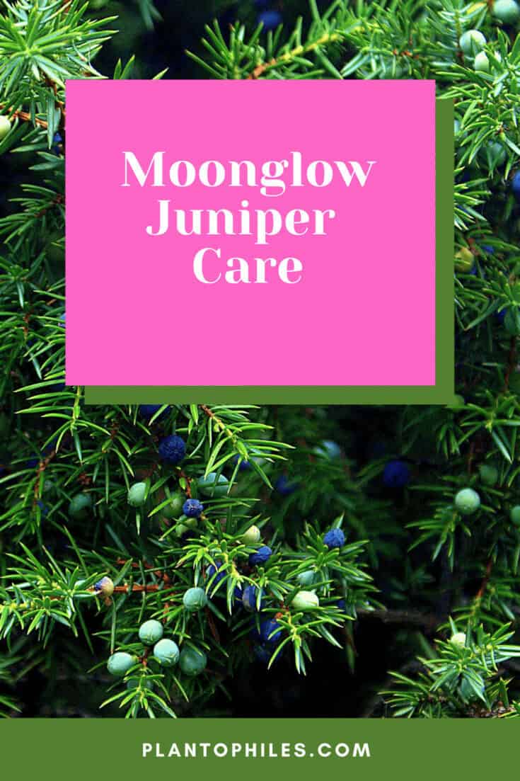 Moonglow Juniper Care