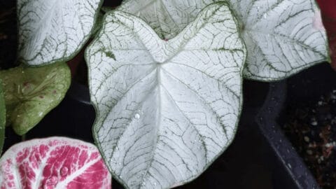 The #1 Care Guide for Moonlight Caladium