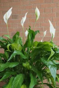 Old leaves on a Peace Lily will start to yellow and will fall off. This is completely natural