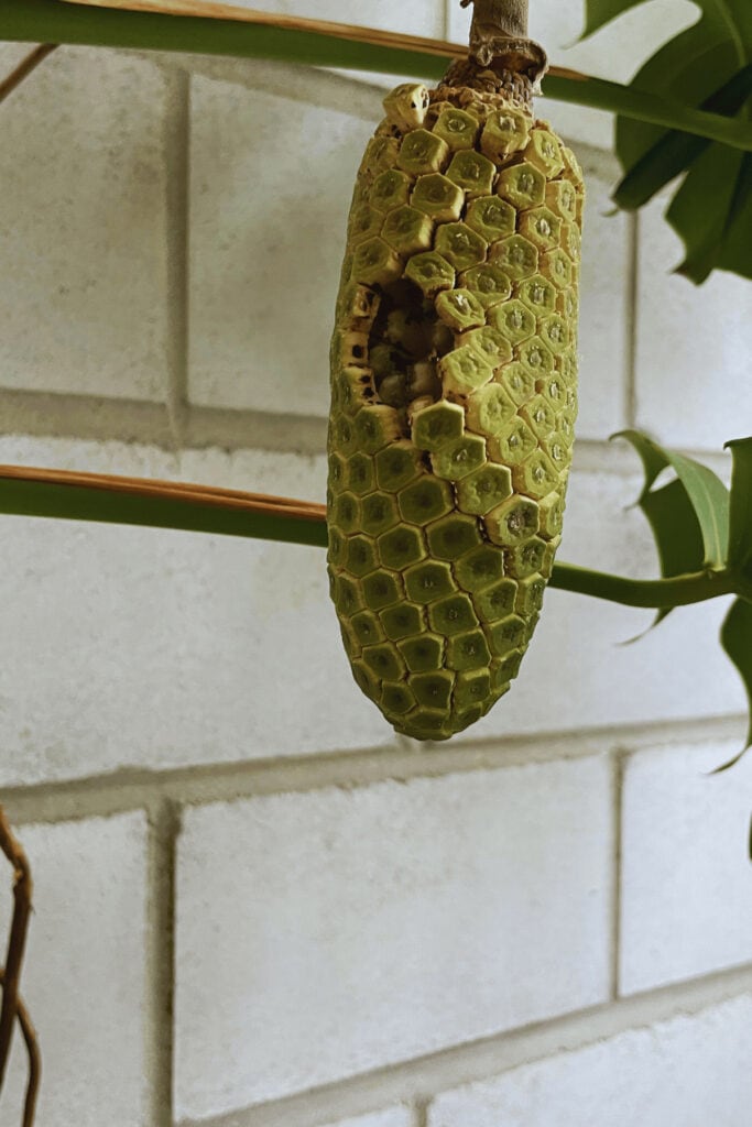 Once the scales fall off from the Monstera fruit it is ready to be eaten