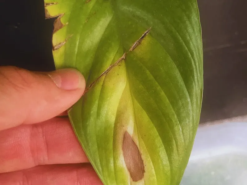 Overwatered Peace lily leaf