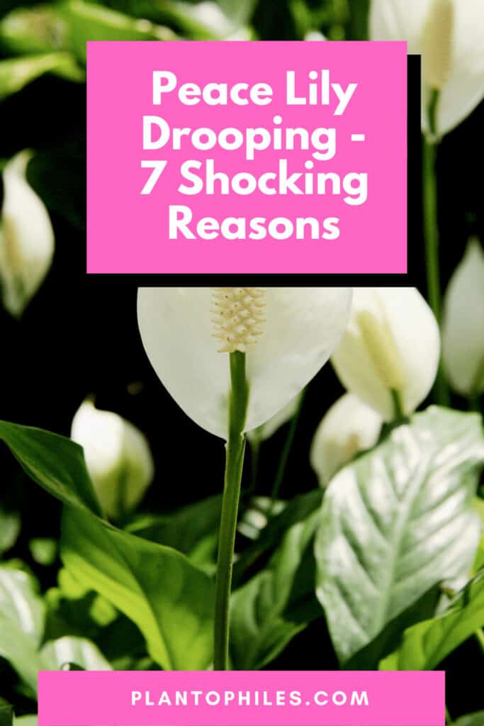 Peace Lily Drooping - 7 Shocking Reasons