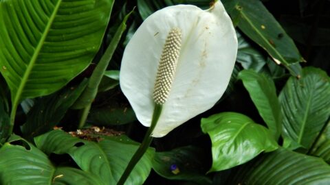 Get a Peace Lily to Flower Again – Do This!
