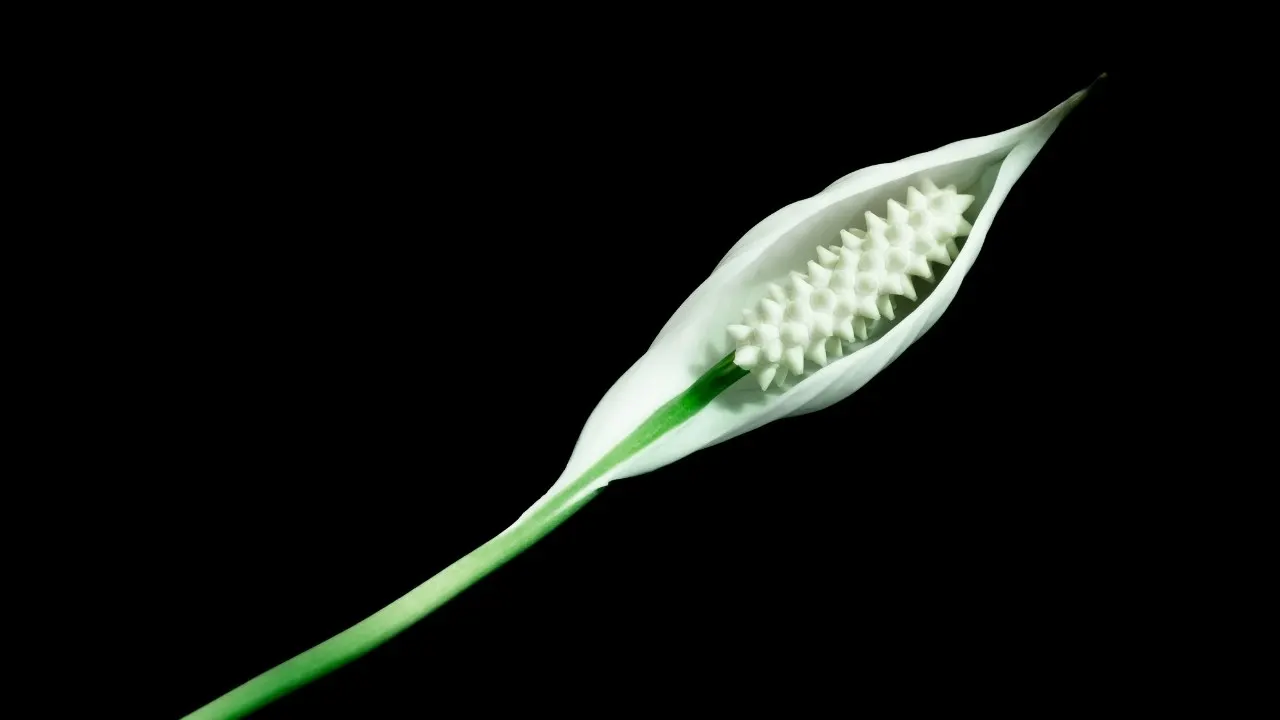 Peace Lily and Sunlight