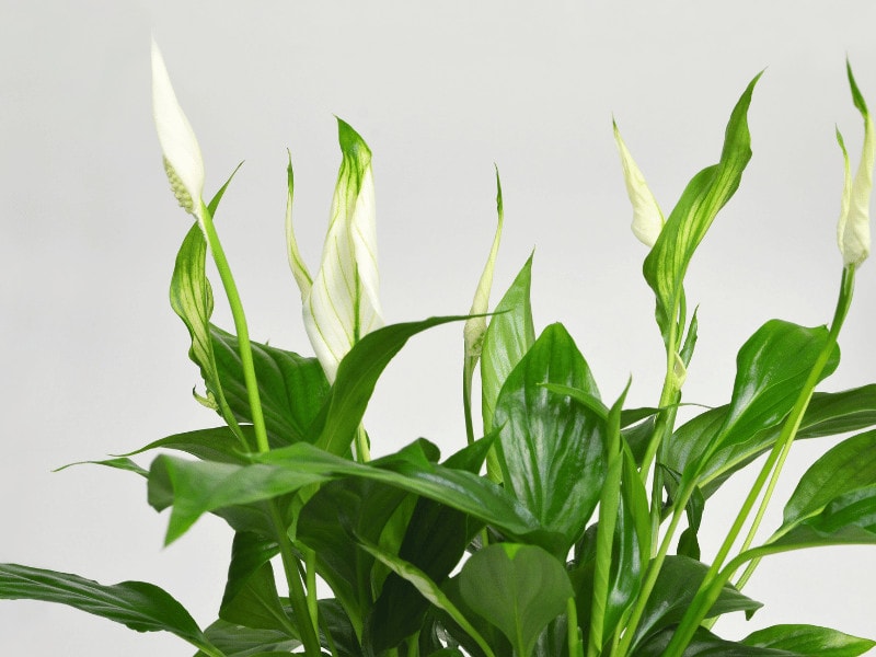 Peace lilies are toxic to cats, dogs and humans