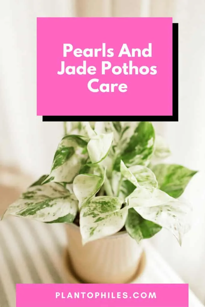 Pearls And Jade Pothos Care