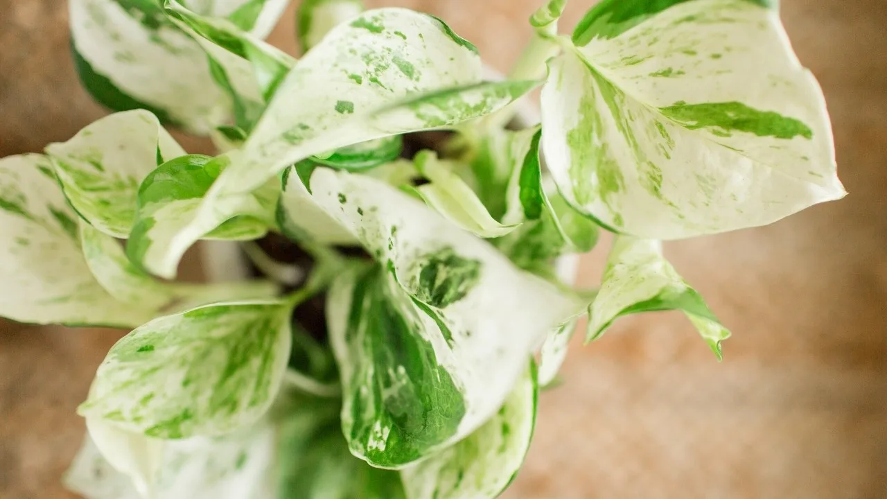 Pearls and Jade Pothos Care