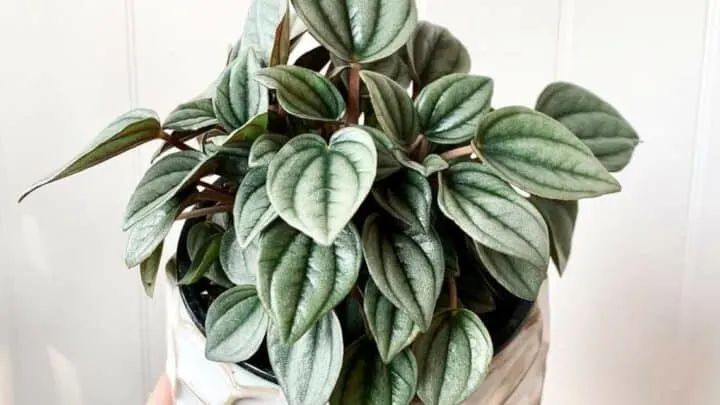 Peperomia Napoli Nights Care &ndash; Decoded!