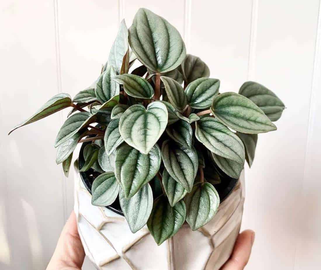 3 pack \u201cWe bought too many LOL\u201d peperomia Napoli nights unknown green and purple Peperomia and Calathea Medallion