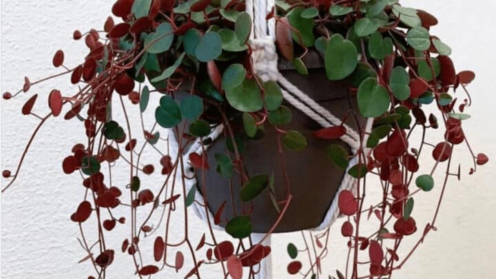 Peperomia Ruby Cascade Care – Read this!