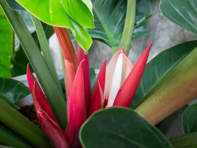 Philodendron Imperial Red Inflorescence. The spathe is red and the spadix is white to creamy