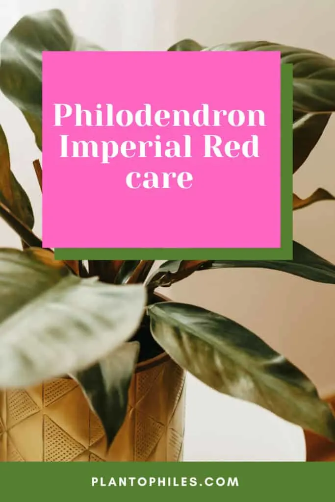 Philodendron Imperial Red care