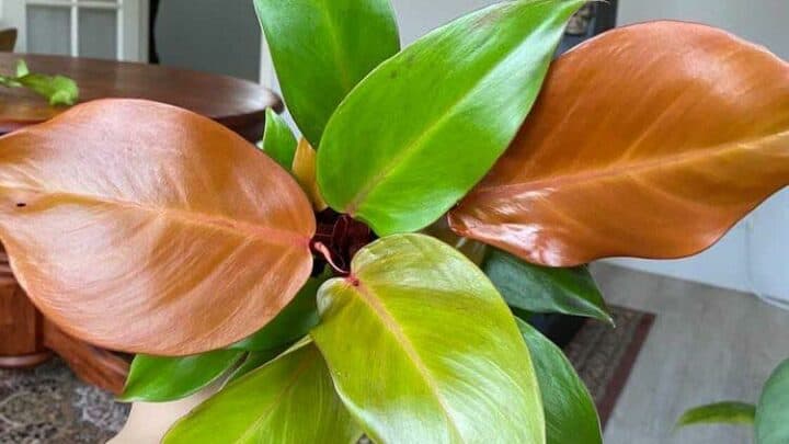 Philodendron “Prince of Orange” Care Made Easy