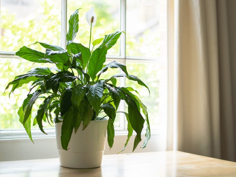 Place Peace Lilies so cats cannot reach them