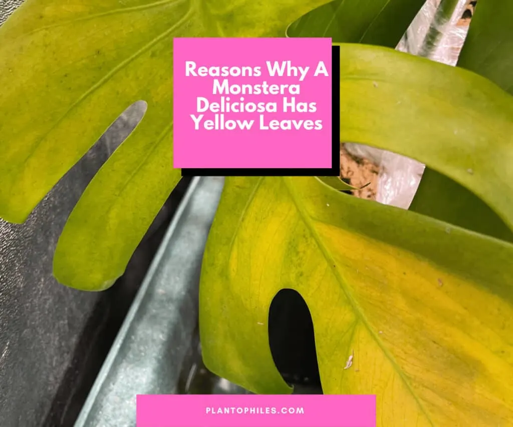 Reasons Why A Monstera deliciosa Has Yellow Leaves