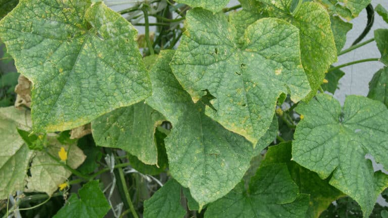 why-are-my-pumpkin-plants-turning-yellow-and-wilting