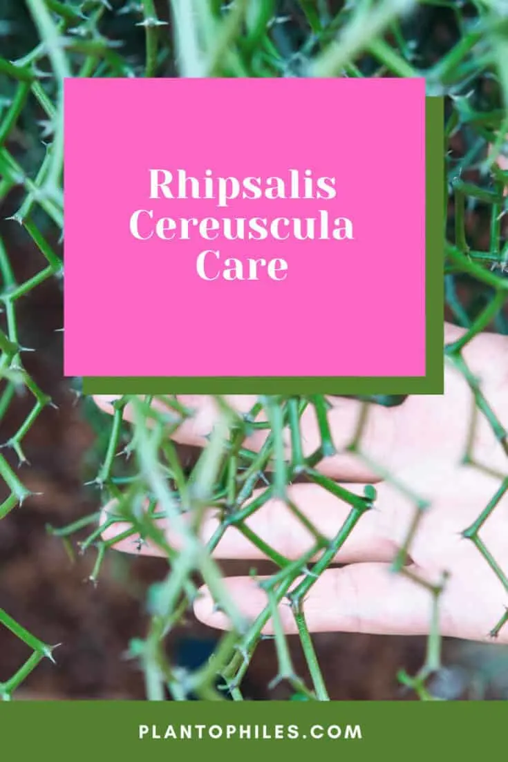 Rhipsalis cereuscula Care