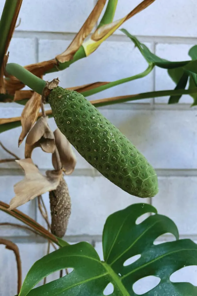 Ripening Monstera deliciosa fruit looking like a cone
