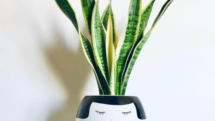 Sansevieria “Futura Superba” Superb Care Tips