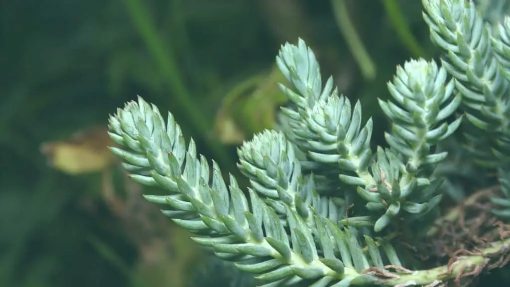 Stonecrop Blue Spruce