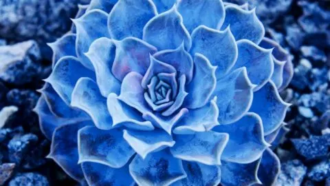 The 12 Prettiest Blue Succulents – Revealed!